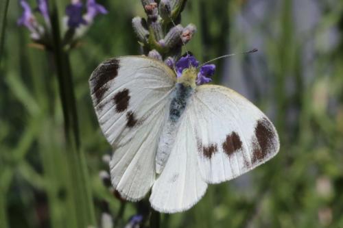 Réf. 186 136 : Pieris mannii